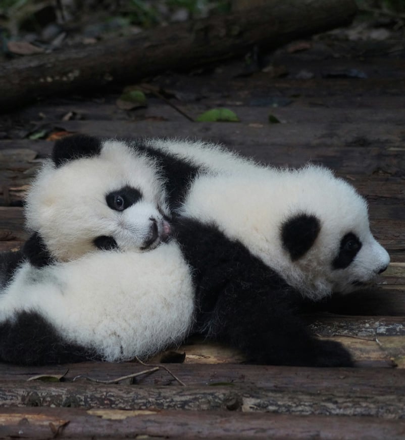 Baby panda at Chengdu breeding centre