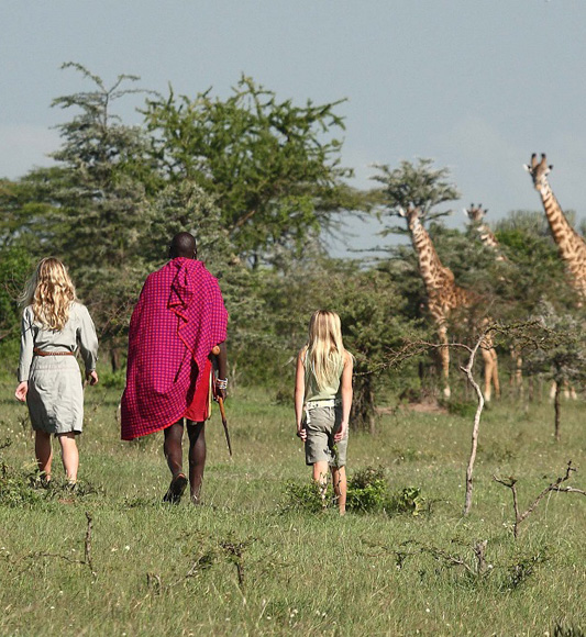 Walking with giraffes on family walking safari in Kenya