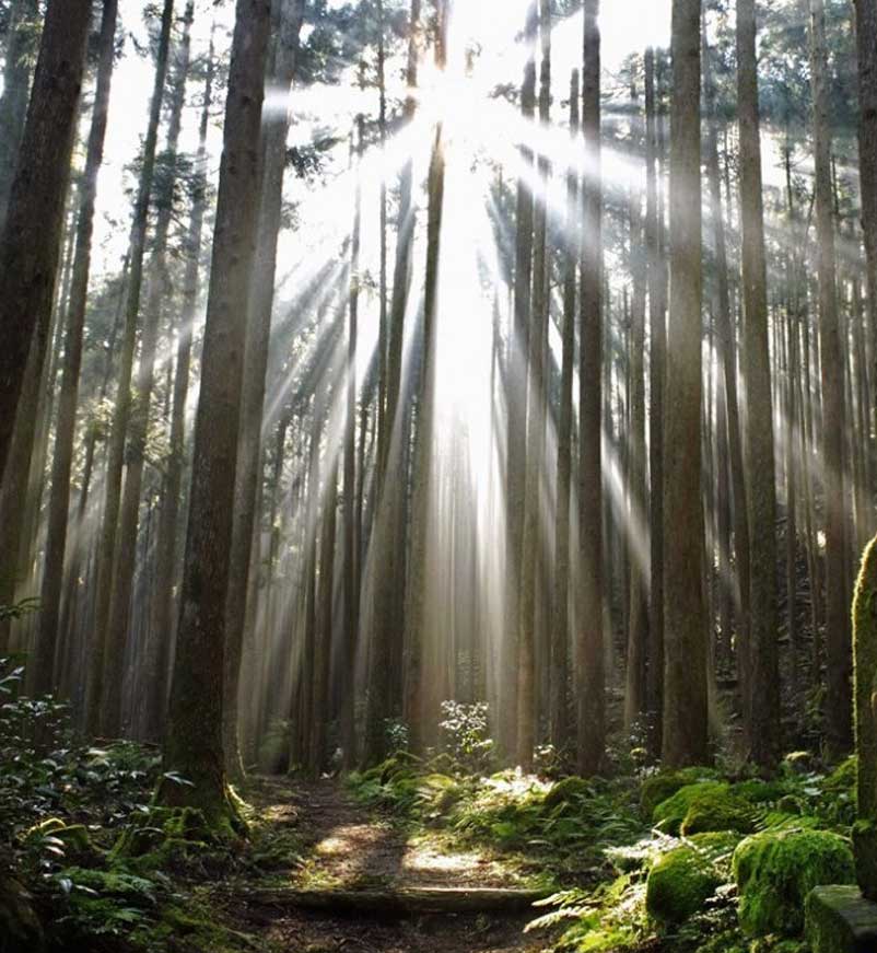 Forest in Kumano Kodo in Japan