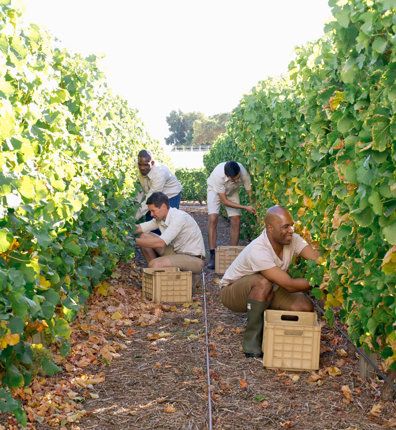 Vineyard at Babylonstoren in South Africa