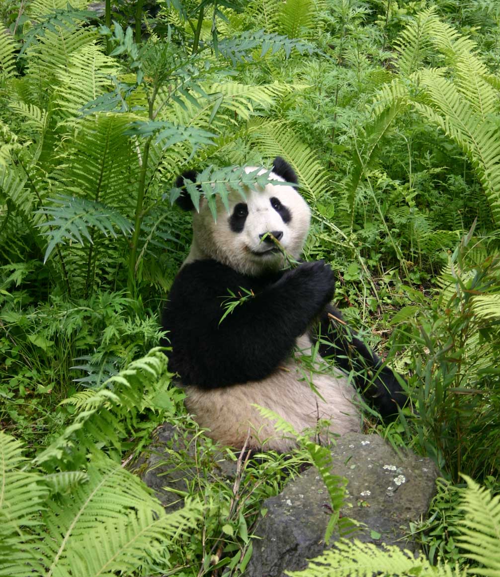 panda in the wild in sichuan china