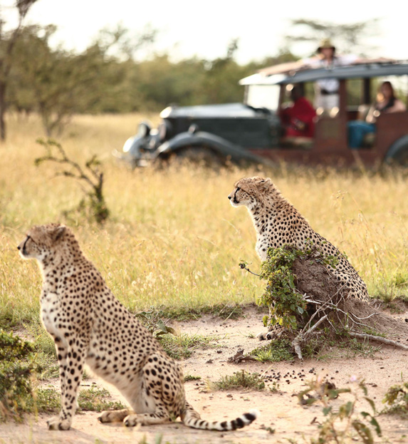 Spotting leopard on game drive in Kenya