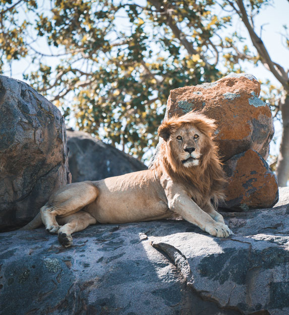 lion-on-rock-tanzania-walking-safari