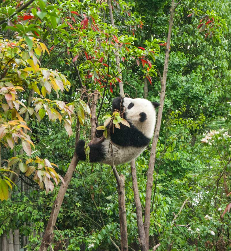 Panda climbing a tree in Chengdu in China