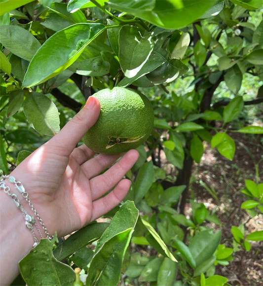 Picking fruit in Lewa, Kenya