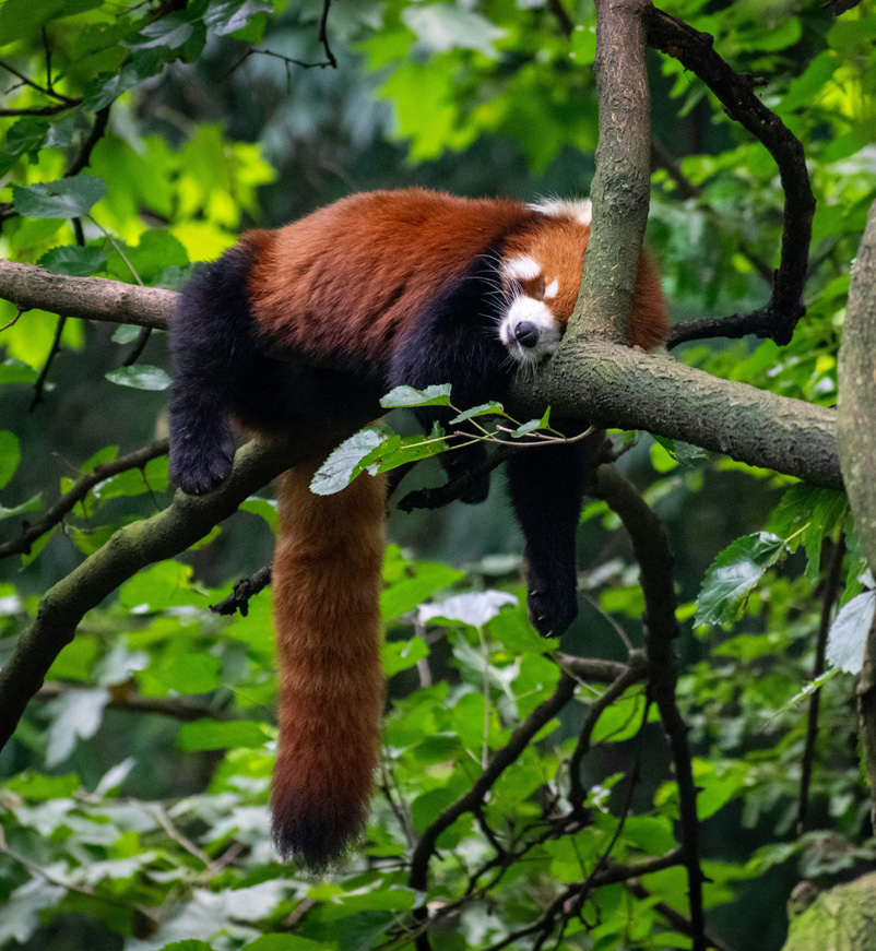 Red panda at Chengdu in China