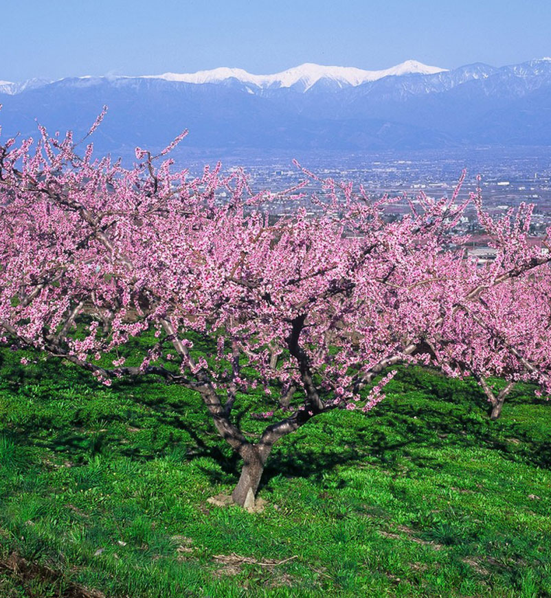 Peach trees in Yamanashi in Japan