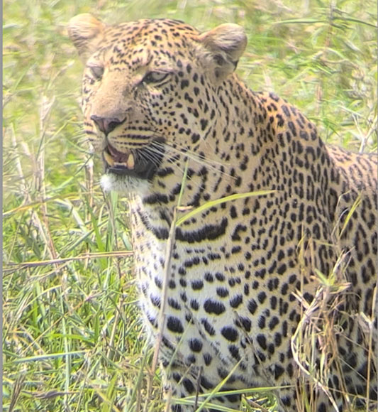 Leopard spotting in Kenya