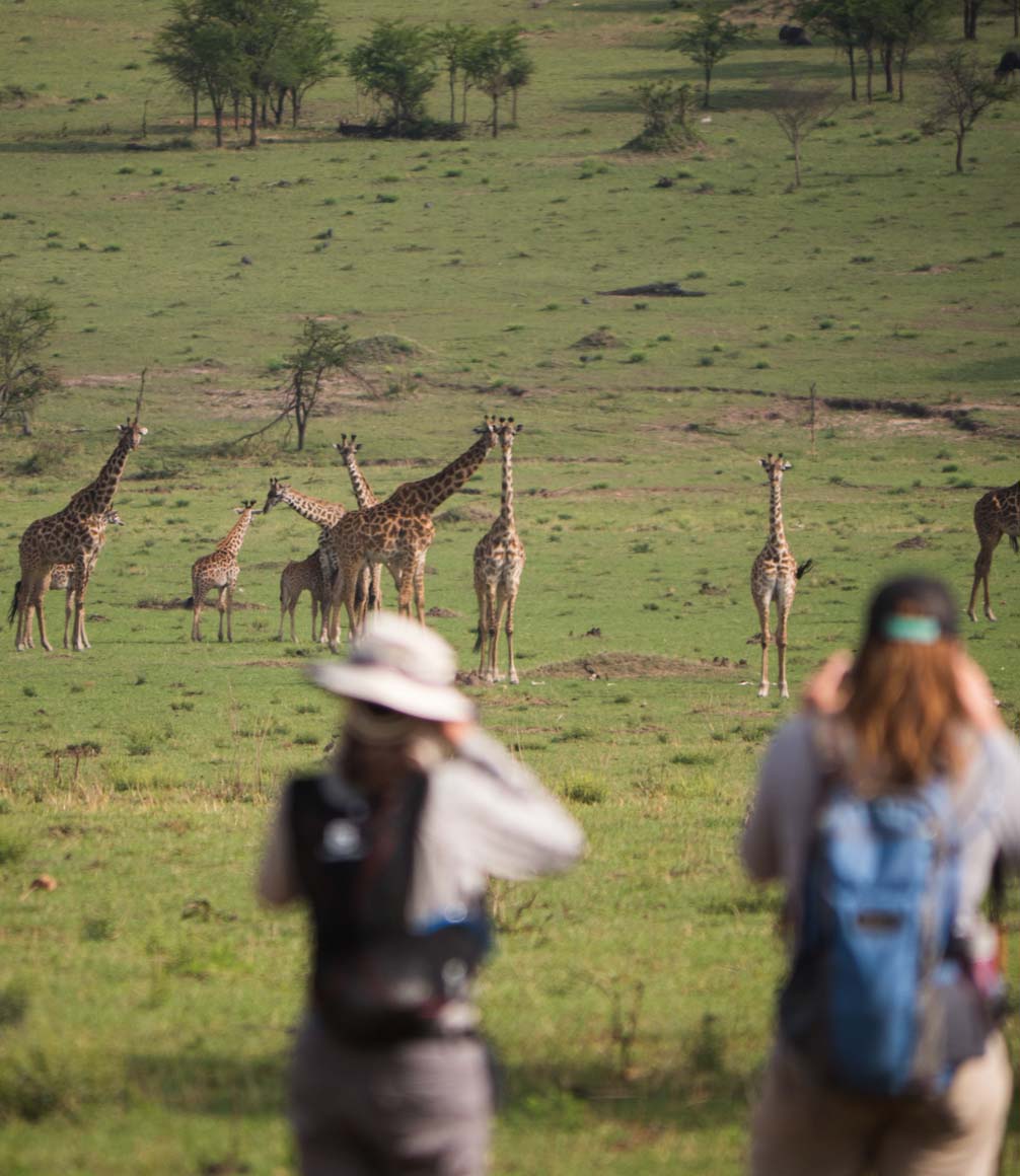 sighting giraffe on a walking safari in the serengeti