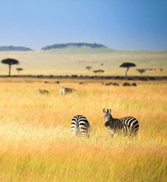 Zebra in the Serengeti plains in Tanzania