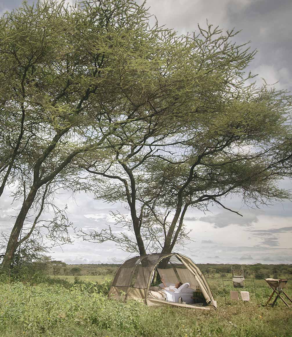 guest tent at walking camp set up under a tree in the serengeti by wayo