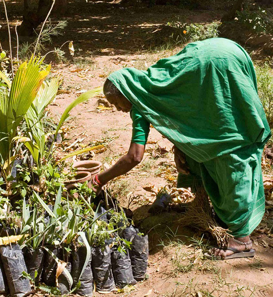 SEWA ecotourism and culinary holiday in India - woman picking herbs and vegetables