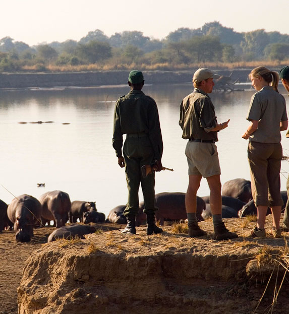 Watching hippos in river in South Luangwa National Park on walking safari in Zambia