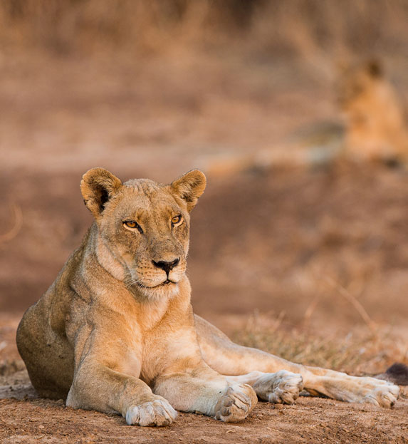 Lion spotted on Zambia walking safari