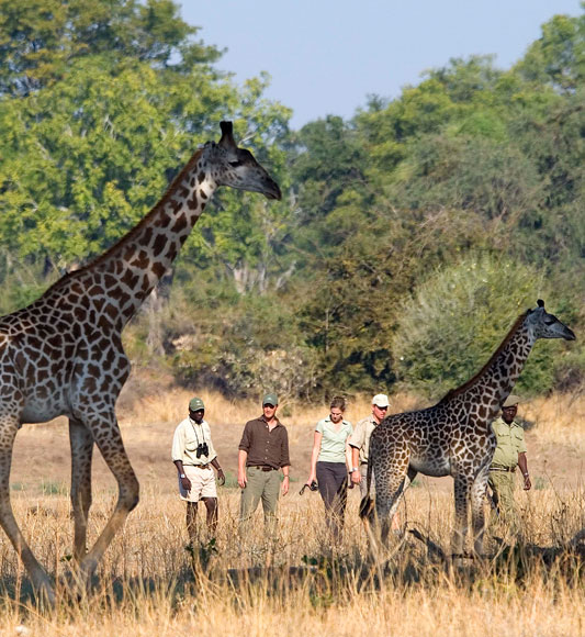 Giraffe in South Luangwa National Park in Zambia