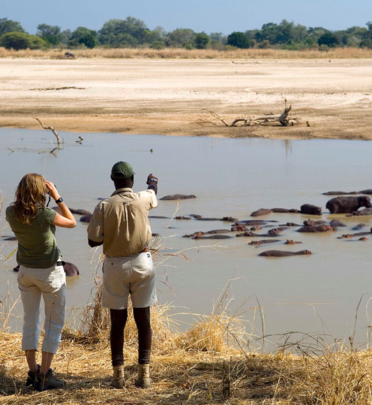Spotting hippo in river on mobile walking safari in Zambia