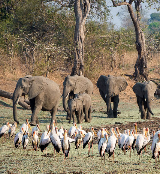 Elephants and stork spotted on Zambia walking safari