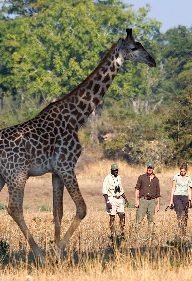 Walking with giraffe on safari in Zambia