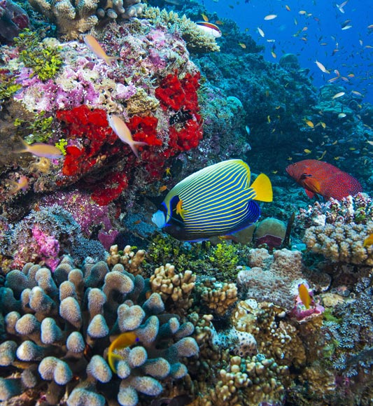 Fish and coral reef on Alphonse Island in the Seychelles