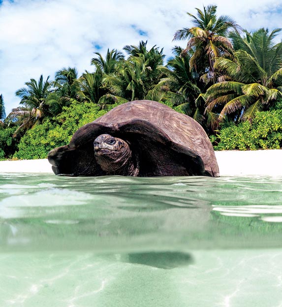 Tortoise on Alphonse Island in the Seychelles