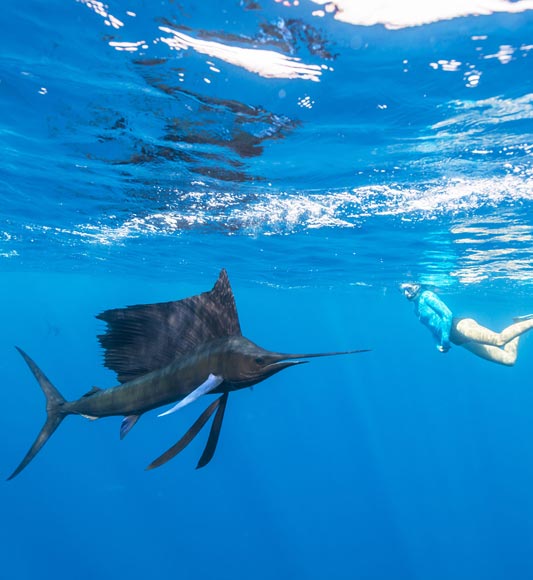 Snorkelling with sailfish on Alphonse Island in the Seychelles