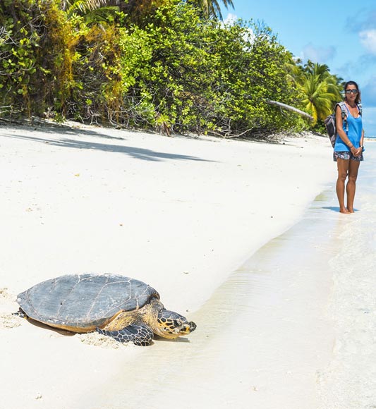 Viewing turtles on Alphonse Island in the Seychelles