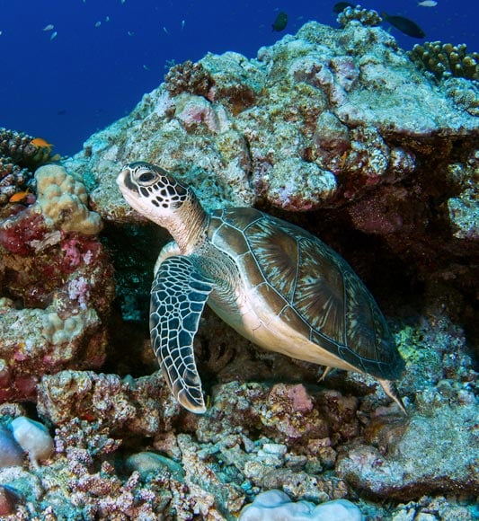 Swimming with turtles at Alphonse Island in the Seychelles