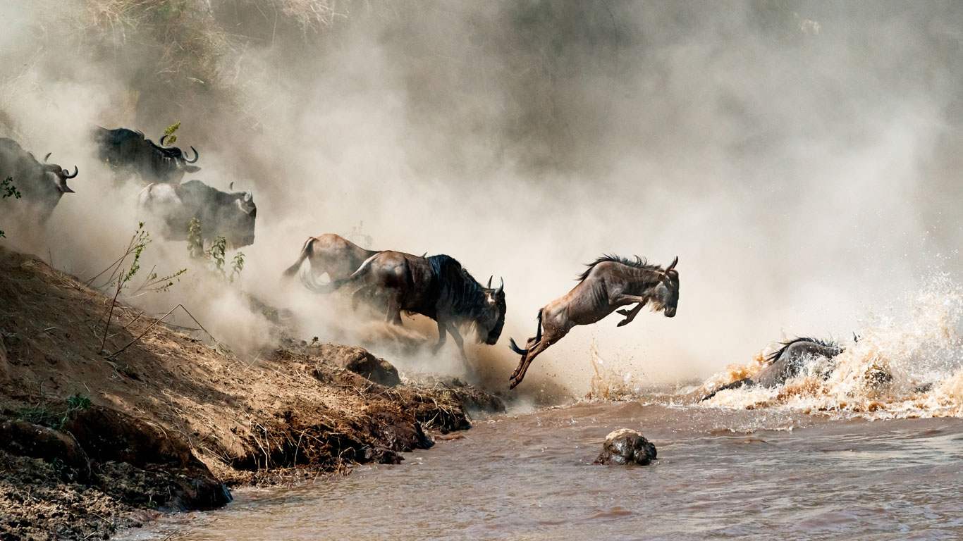 Wildebeest crossing the Mara River during the Great Migration in Kenya