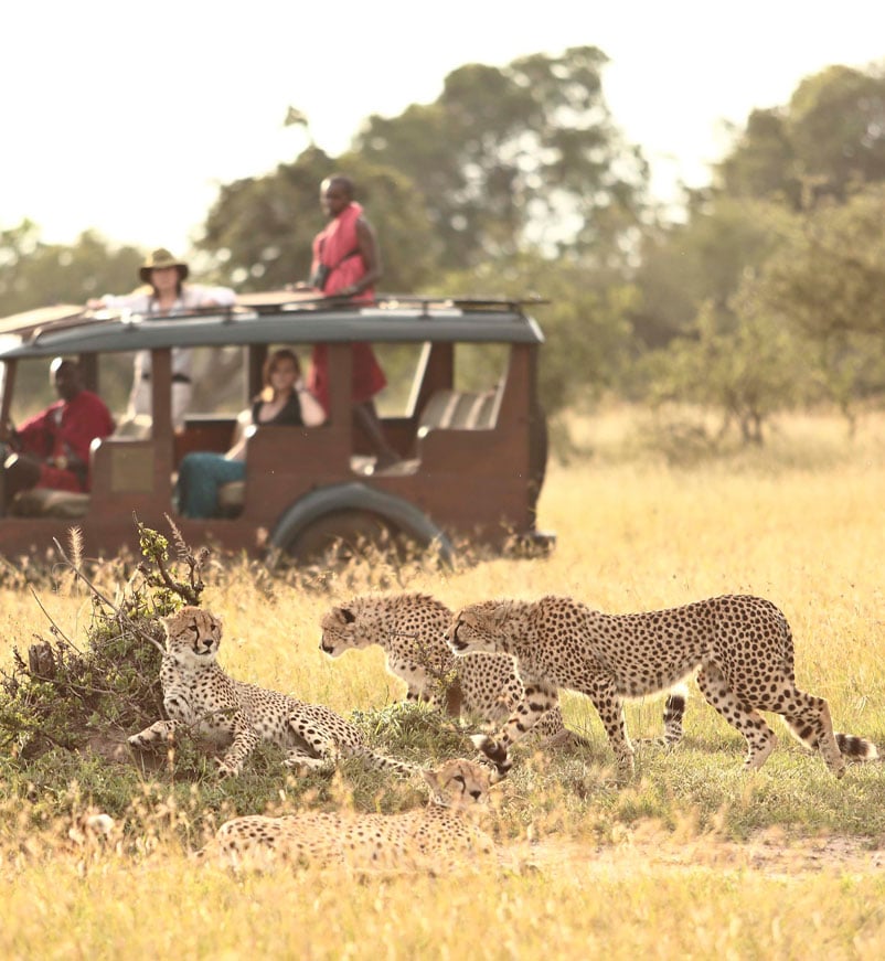 Spotting leopards on safari at Cottars 1920s Camp in Kenya