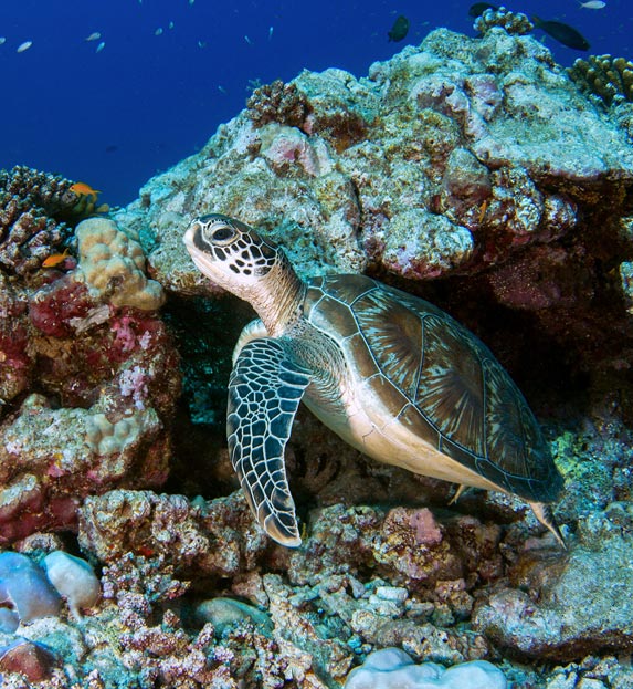 Turtle in the reefs surrounding Alphonse Island in the Seychelles