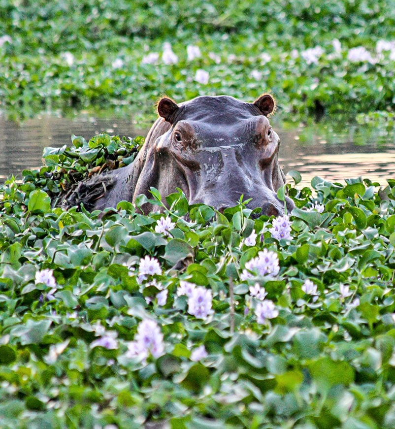 Hippo in the Zambezi River in Lower Zambezi National Park in Zambia