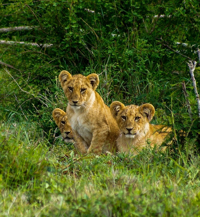 Three lion cubs in Laikipia in Kenya