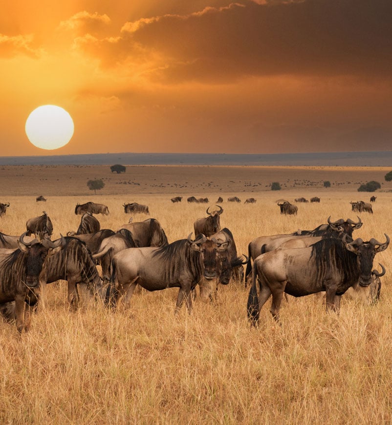 Wildebeest herds in the Masai Mara