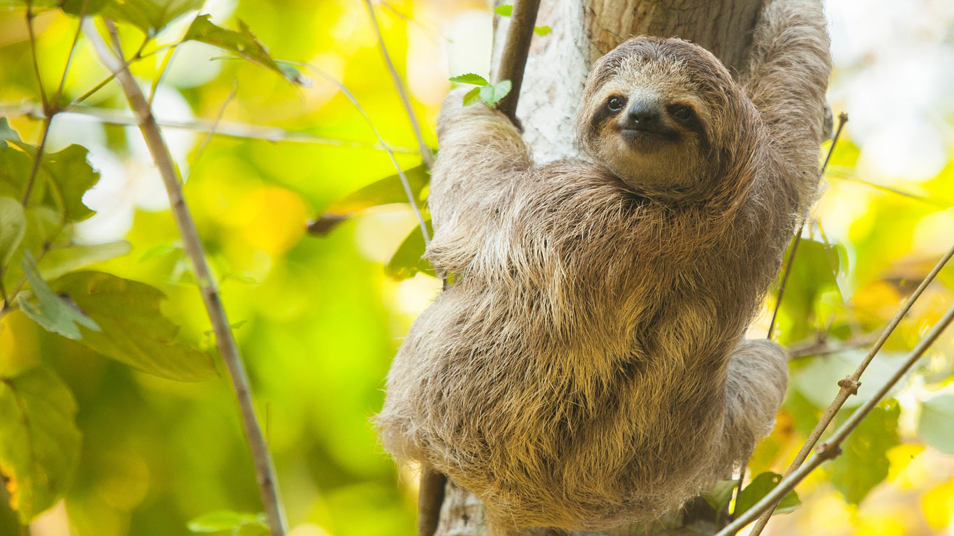 Sloth in Costa Rica rainforest