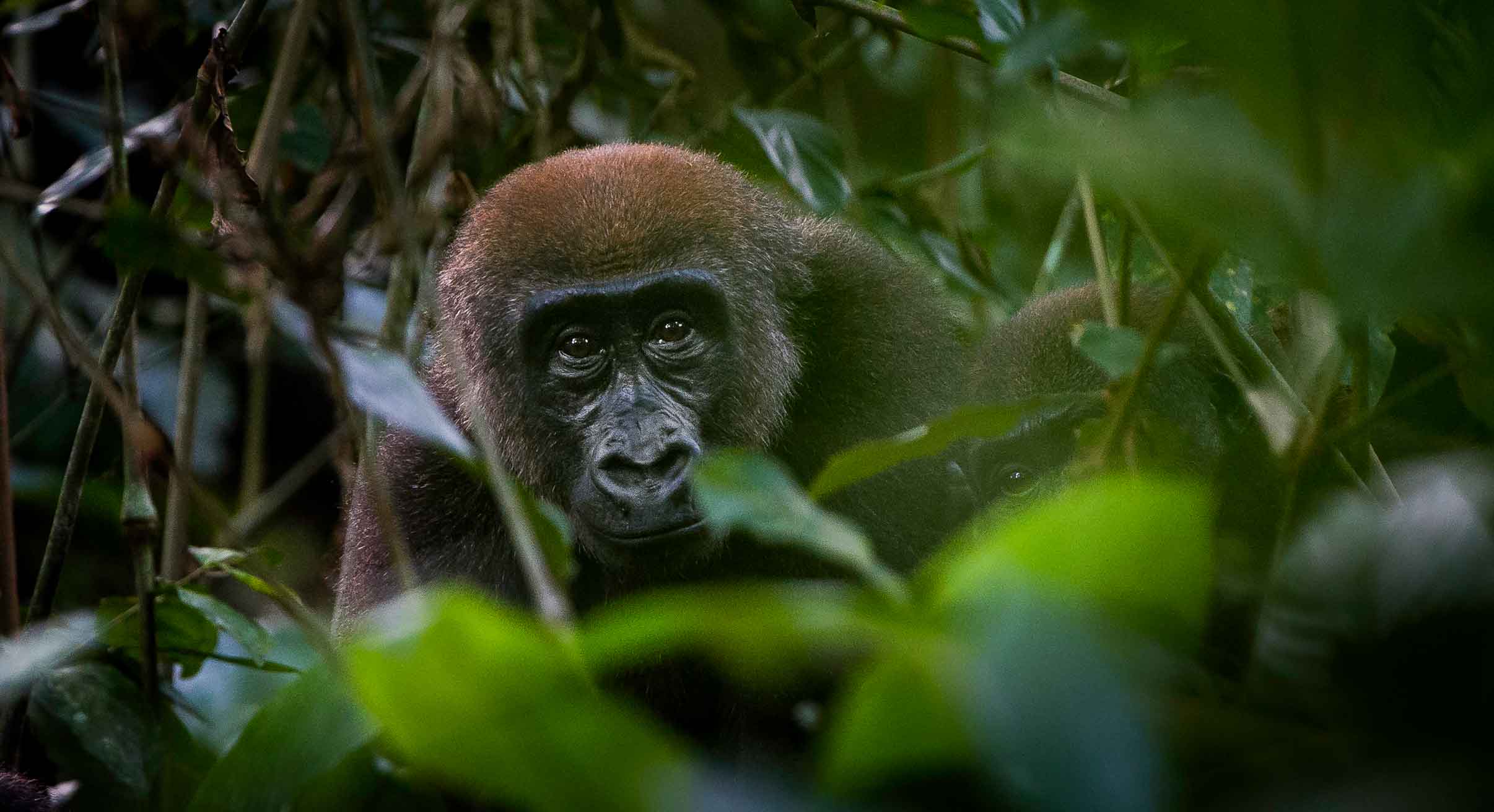 Gorilla tracking in Odzala National Park, Republic of Congo