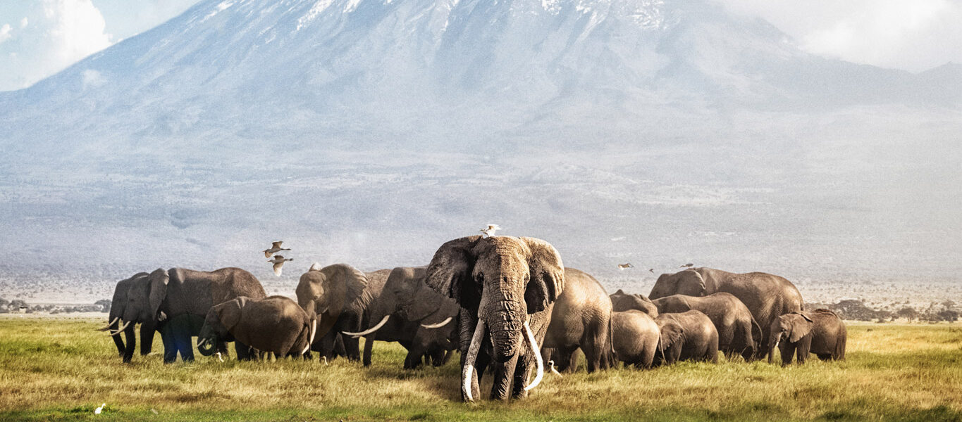 Elephants with view or Mount Kenya