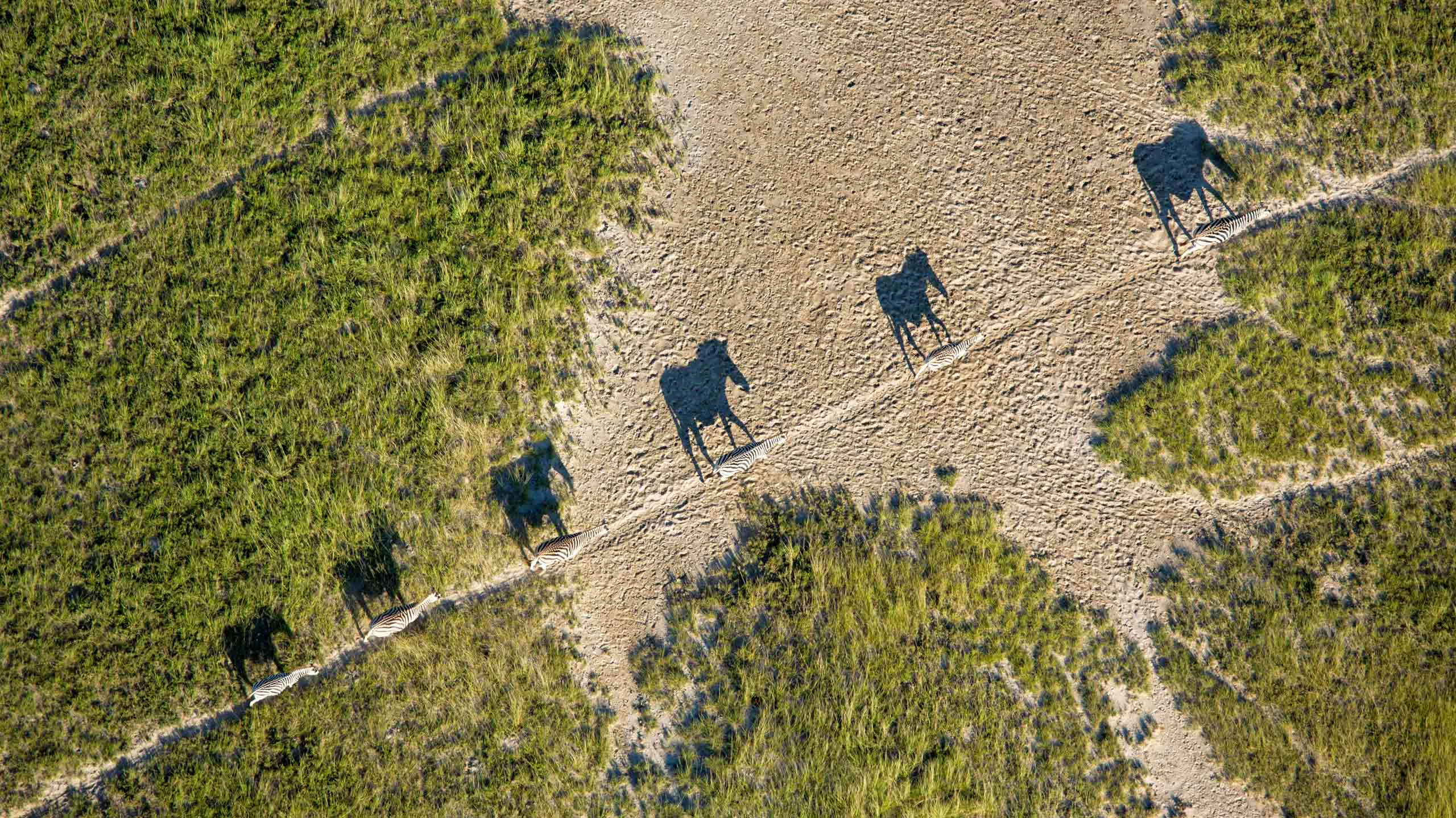 Zebra migration across the Makgadikgadi Pans in Botswana