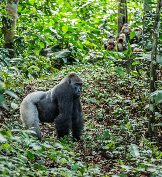 Ngaga Camp Gorilla Trekking