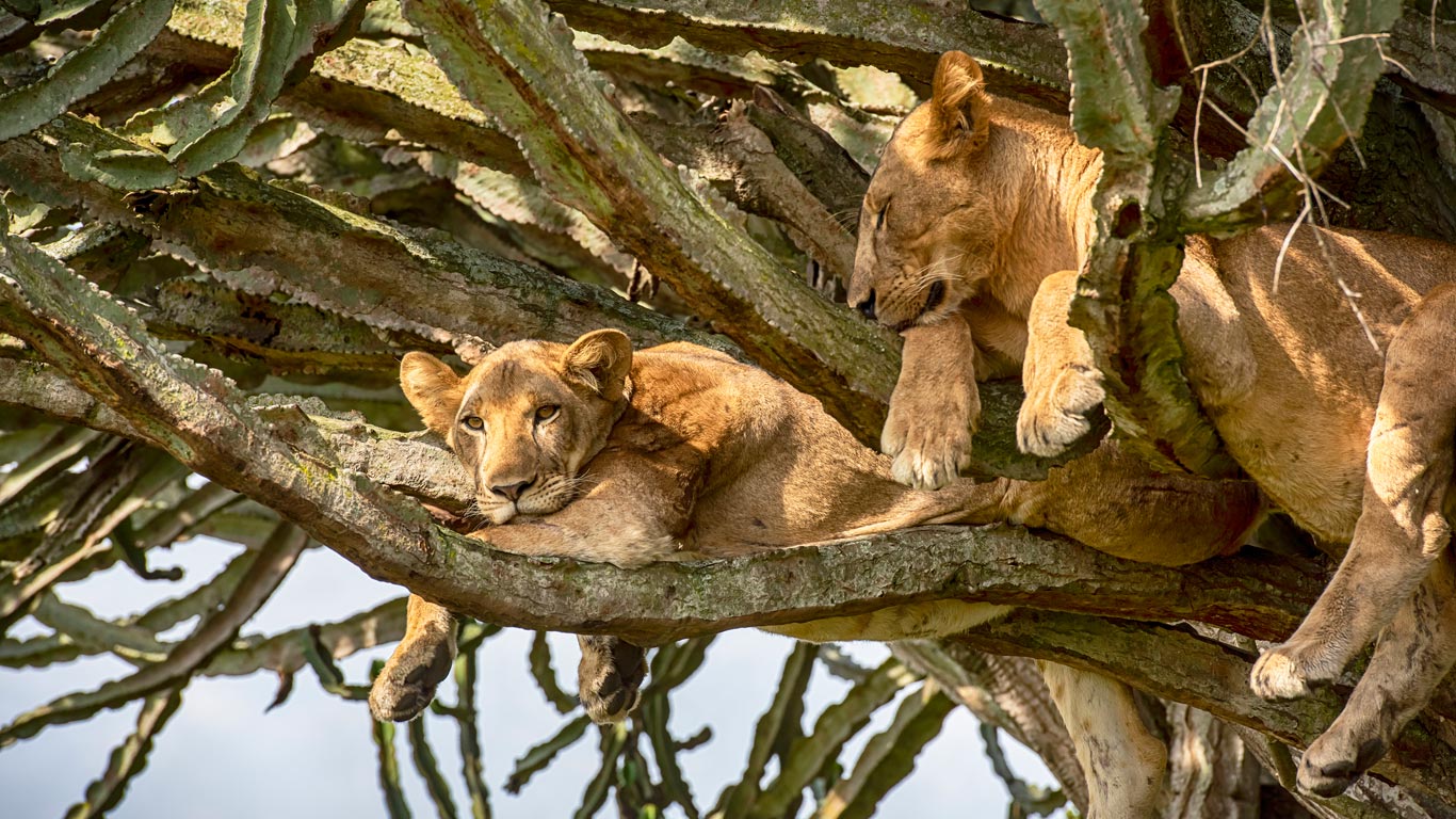 Tree-climbing lions in Queen Elizabeth National Park in Uganda
