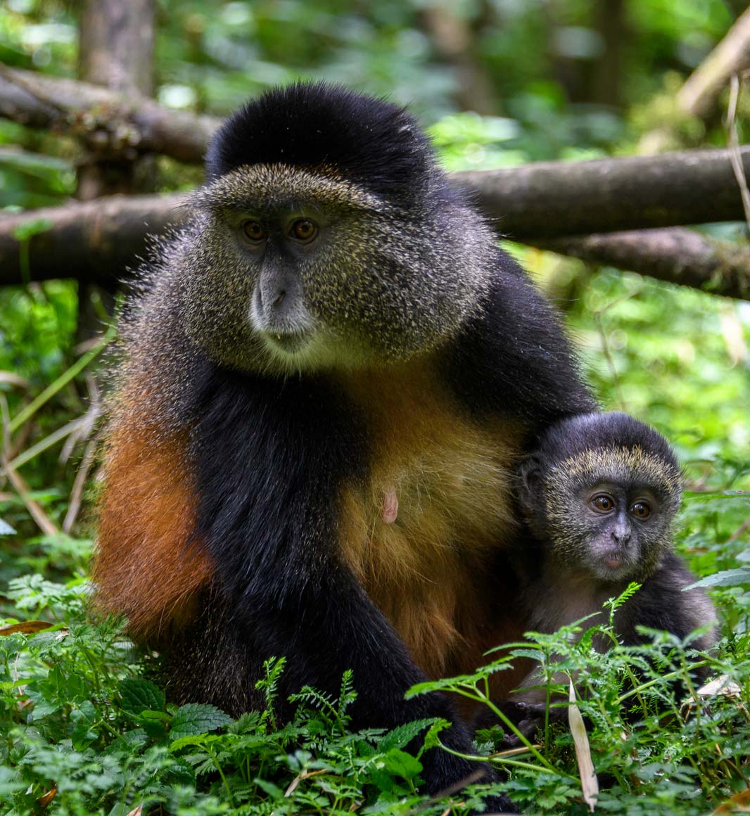Golden monkey tracking in Rwanda