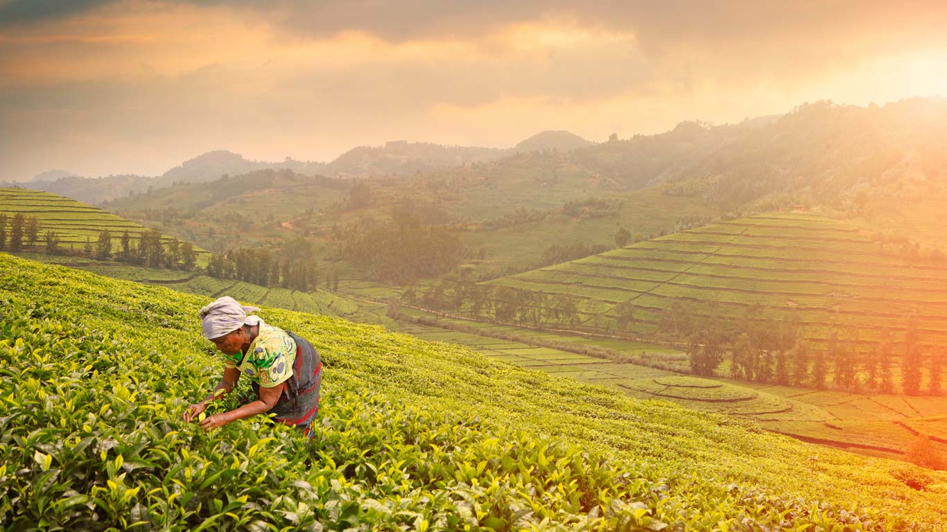 Harvesting tea in Rwanda