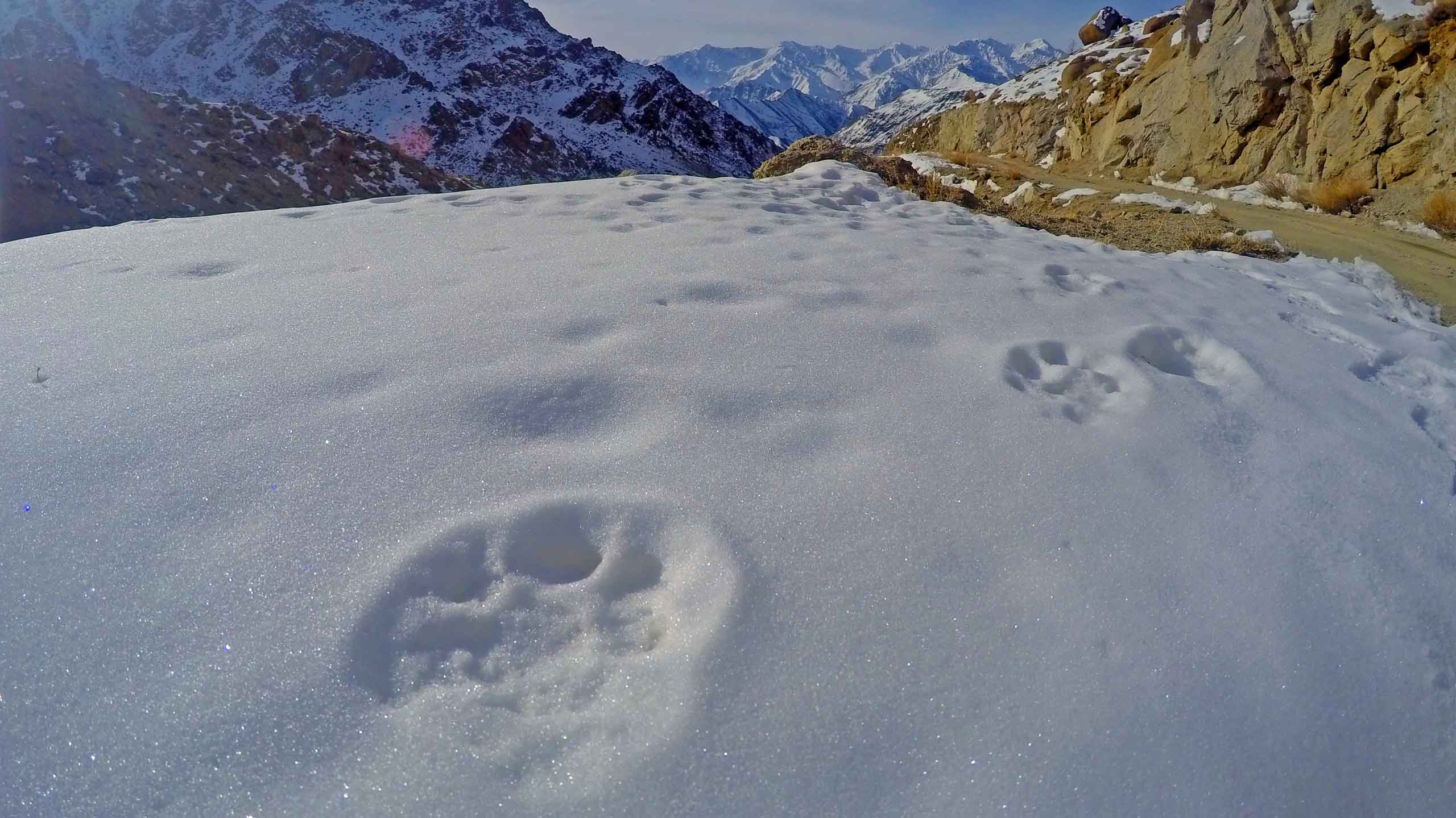 Snow leopard tracks in Ladakh, India