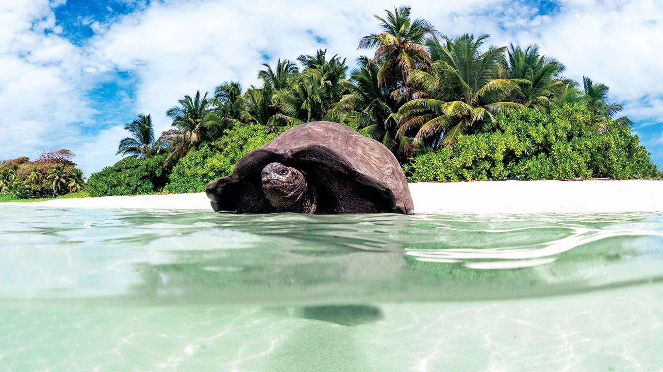 Tortoise on Alphonse Island in the Seychelles