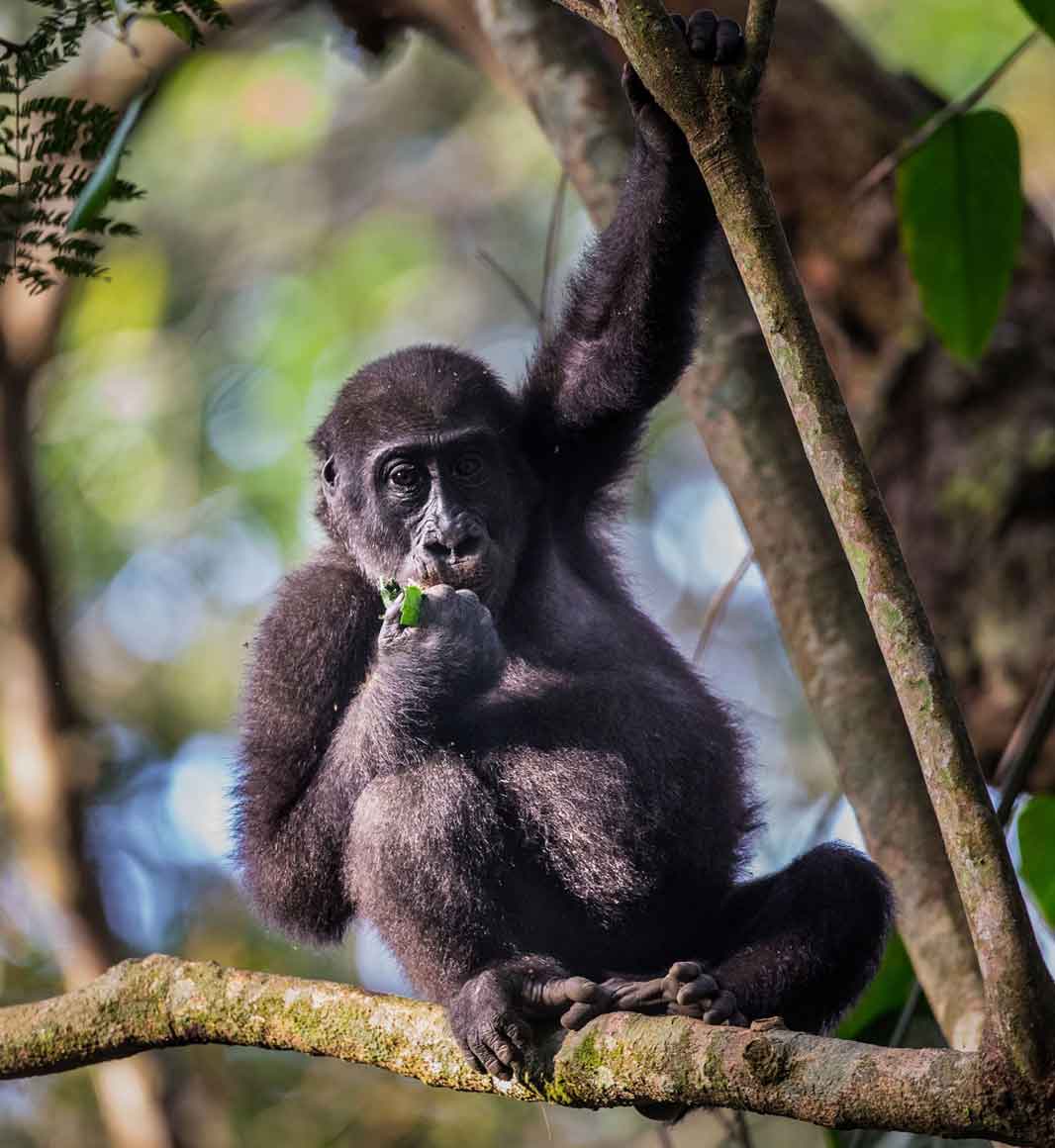 Baby gorilla in Odzala National Park, Republic of Congo