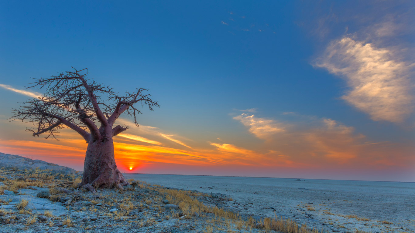 Baobab tree at sunset in Botswana