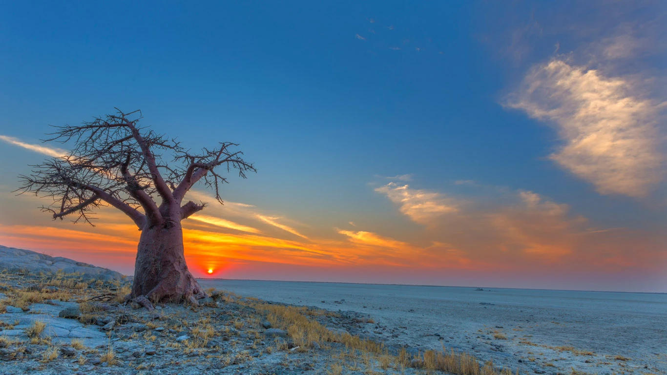 Baobab tree at sunset in Botswana