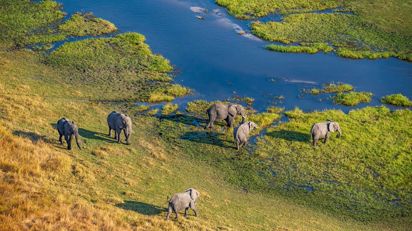 Elephants crossing Okavango Delta in Botswana