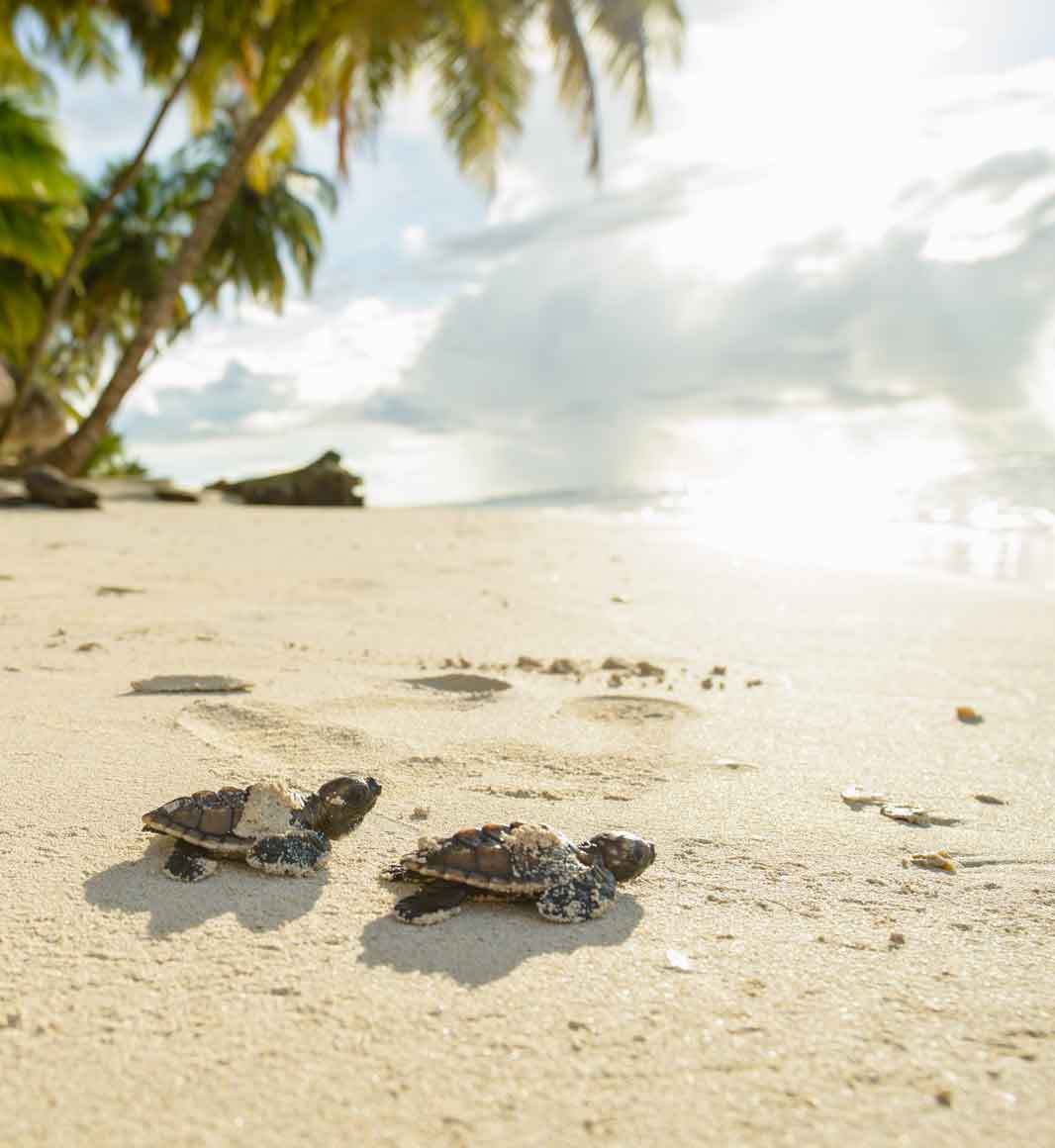 Hawksbill turtles on Calala Island in Nicaragua