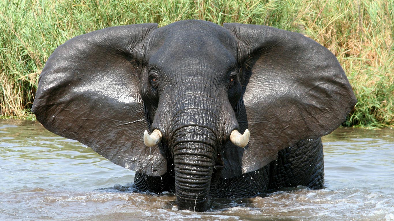Elephant bathing in Liwonde National Park in Malawi