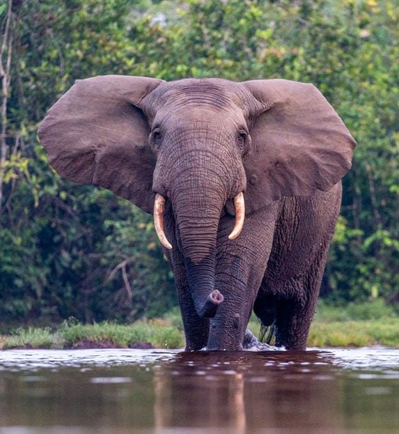 Forest elephant in Odzala National Park, Congo